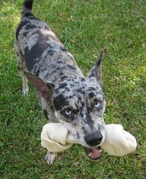 Blue the dog