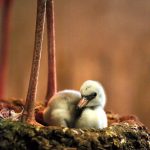 See flamingo chicks and other baby animals at the Dallas Zoo, which celebrates its 125th anniversary next weekend.