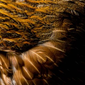 The feathers of a chicken.