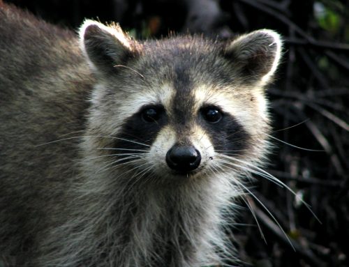 Dallas Animal Services warns of spreading distemper virus found in raccoons across city