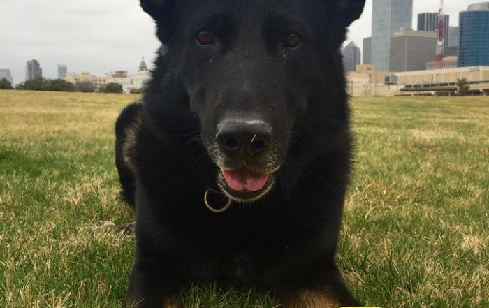 Dallas Police K9 Yoll