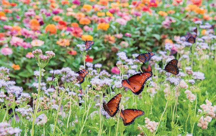 butterfly garden