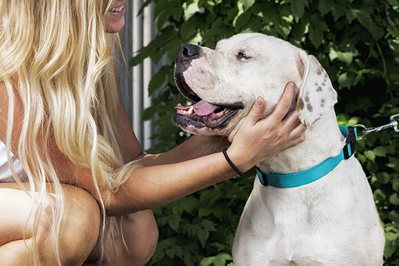 Adoptable dog Bart recieves some love from No Bully Left Behind co-founder Julie Fennell. Photo by Danny Fulgencio