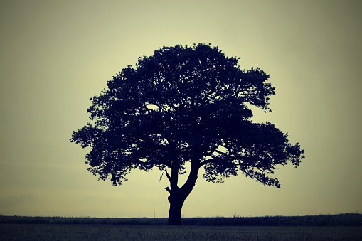 The silhouette of a large tree in an otherwise flat, empty grassland.