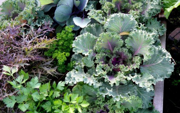 Raised bed of veggies