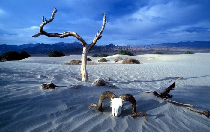 desert dry bones getty image