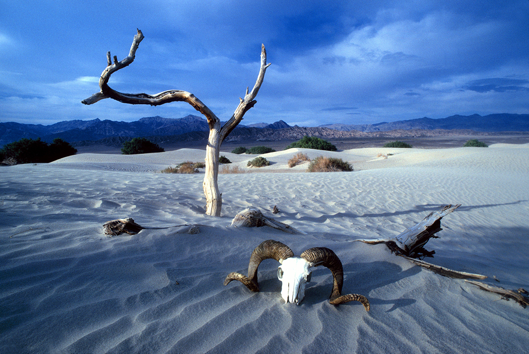 desert dry bones getty image