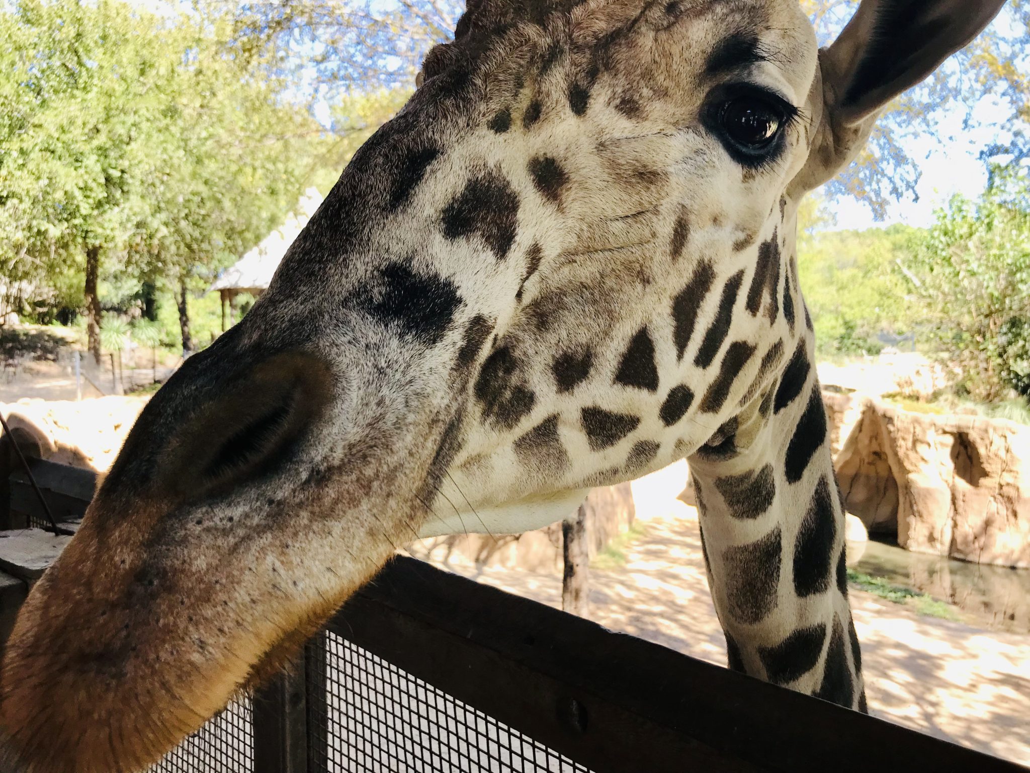 Exploring the Dallas Zoo's string of giraffe fatalities - Oak Cliff