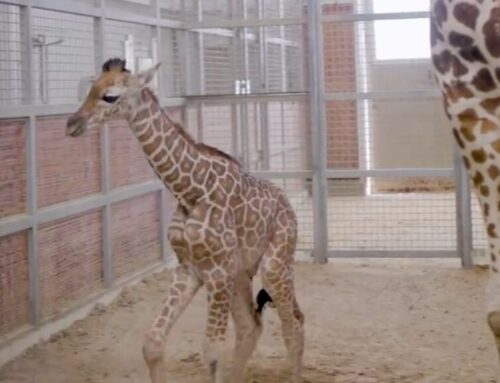 Dallas Zoo welcomes teetering baby giraffe into herd