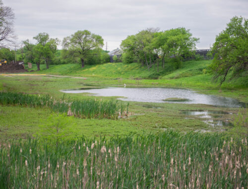How a wetlands transformation is restoring the land the city forgot about