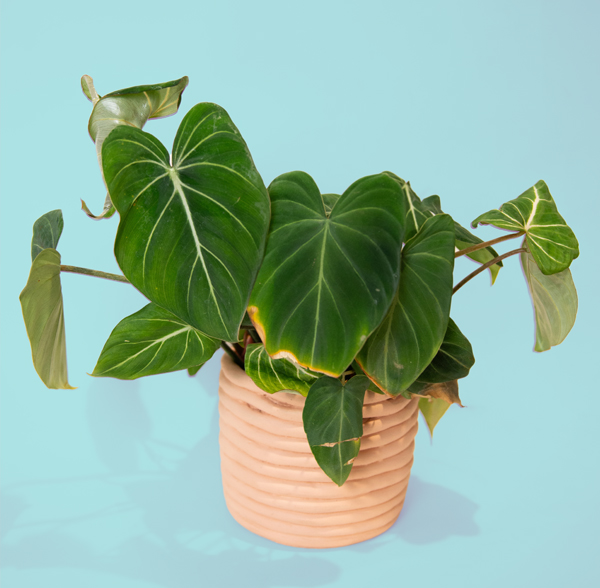 Oasis Plant Shop 600px Oasis Plant Shop