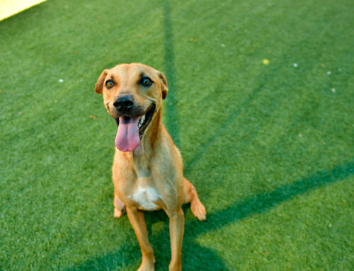 Dallas Animal Services launches ‘First Fridays’ event series this week