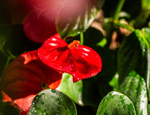 The Dallas County Master Gardener Association to host the 2026 Spring Garden Tour in our neighborhood