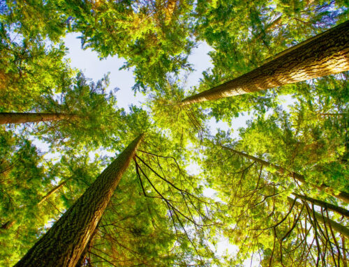 Cooling off in the Cliff