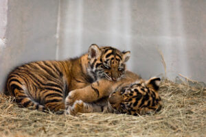 Dallas Zoo launches naming contest for new Sumatran tiger cub