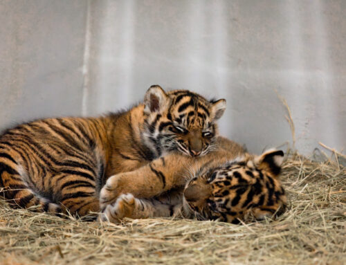 Dallas Zoo launches naming contest for new Sumatran tiger cub