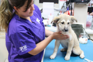 SPCA of Texas receives $100K grant to help more homeless pets find homes