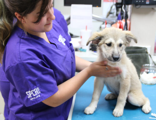 SPCA of Texas receives $100K grant to help more homeless pets find homes