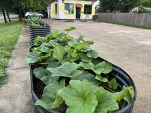 Recipe Oak Cliff planters continue to flourish and feed the community
