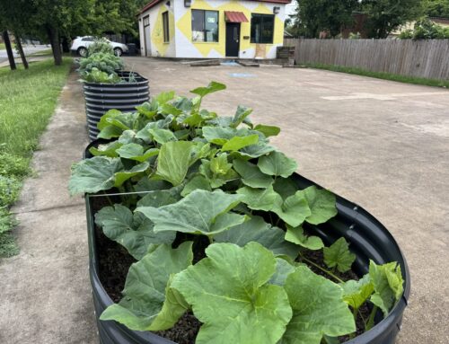 Recipe Oak Cliff planters continue to flourish and feed the community