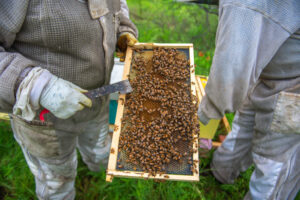 Oak Cliff Bee Company provides hive management services, including at The Crescent