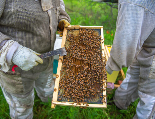 Oak Cliff Bee Company provides hive management services, including at The Crescent