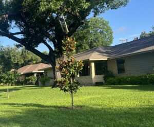Two Oak Cliff neighborhoods implement reforestation programs with help from the City