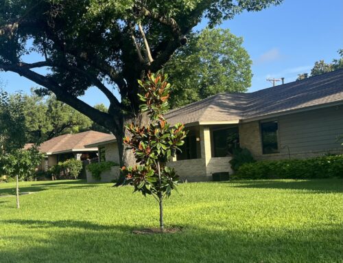 Two Oak Cliff neighborhoods implement reforestation programs with help from the City