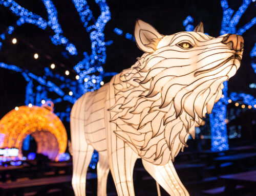 Annual Dallas Zoo Lights return Nov. 13, tickets on sale now